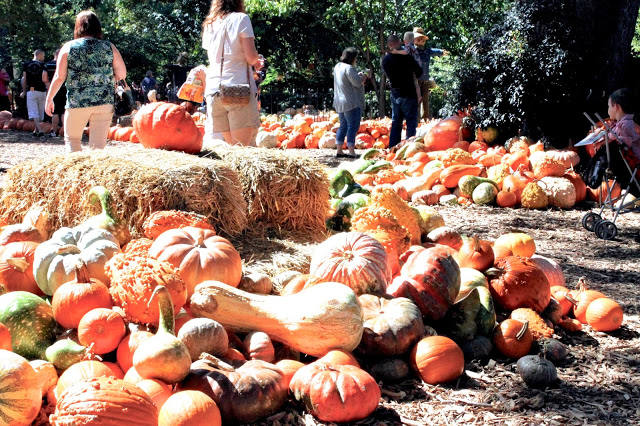 Things to do this fall in dallas