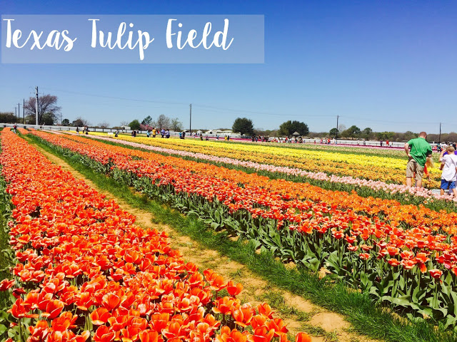 Tulip Fields in Texas