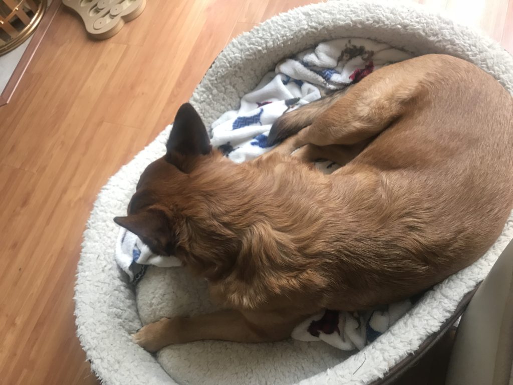 Doin' It For the Dogs