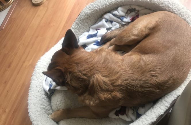 Doin' It For the Dogs