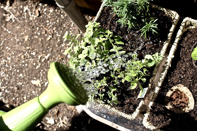 DIY Hanging Herb Garden
